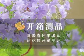 满城春色半城紫，蓝花楹开箱测评。 蓝花楹如梦似幻视频封面