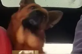 退役警犬被领养后歪头打量新主人~“360度扫描录入汪汪系统”#动物的迷惑行为 #狗狗 #萌宠 #神奇动物在抖音 #警犬视频封面