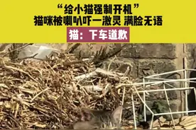 11月6日（发布），河南。“给小猫强制开机”猫咪被喇叭吓一激灵，满脸无语。猫：下车道歉。 #小猫咪的迷惑行为  #吓一跳视频封面