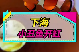 开缸养小丑鱼，其实还挺简单的啊~#水族 #海水鱼  