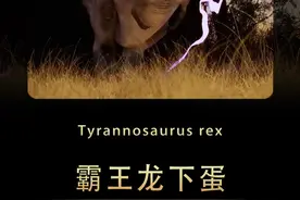 霸王龙下蛋的珍贵录像！ #霸王龙 #恐龙世界 #三角龙