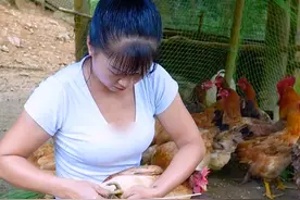 梦玲捉家里鸡拿去卖 #田园生活 #野外建造 #农村生活