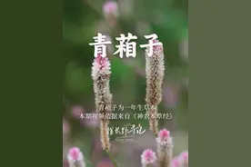 【青葙子】为一年生草本 青葙子是植物的黑色种子视频封面