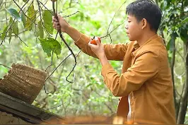 #抖音美食创作人 #凉风起贴秋膘 #福建美好推荐官 家门口的柿子树成熟了，摘点回来泡酒，再配上大闸蟹简直是这个冬天难得的美味！