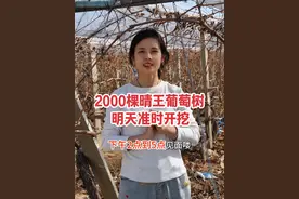 铁粉们期待的晴王葡萄树，明天准时开挖2000棵 #我的乡村生活 #新农人 #乡村守护人 #好客山东好品山东视频封面