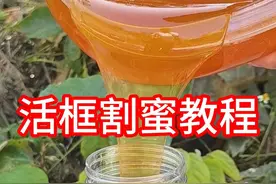蜜蜂养殖管理 #三农 #蜜蜂养殖技术分享 活框箱没有摇蜜机也能割蜜不伤子，快来看看我是怎么操作的吧 #蜂蜜