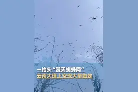 一抬头“漫天蜘蛛网”，云南大理上空现大量蜘蛛，昆虫专家：是益虫（四川观察）#大象主播说 @大象新闻主持人陈静华