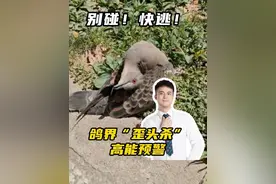 别碰！快逃！鸽界“歪头杀”高能预警。#热点 #家禽养殖 #鸽子 #病毒 #新城疫