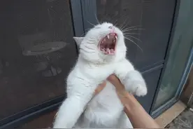 这不是有手就行😎视频封面