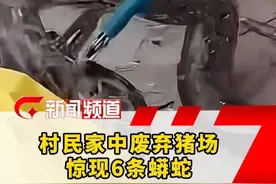 博白一村民家中废弃猪场惊现6条蟒蛇，单条最重50斤 #蛇出没 #博白视频封面