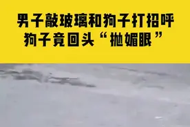 5月16日，贵州贵阳，男子敲玻璃和狗子打招呼，狗子竟回头“抛媚眼”视频封面