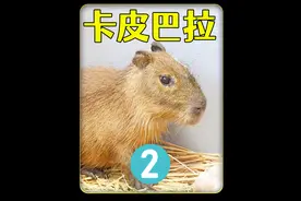 耗时10个月，饲养卡皮巴拉的故事，太好玩太有趣了视频封面