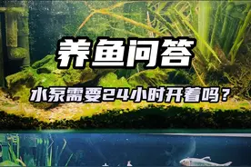 居然问我鱼缸水泵需要24小时开着吗？你说呢？？#观赏鱼 #水族爱好者 #新手养鱼