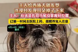 主人给西施犬做发型，洗澡时发现耳朵掉了下来，主人:应该是扎双马尾没掌握好位置，已第一时间去医院上药，提醒养宠人注意（杉）