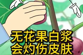 无花果白浆会灼伤皮肤 #无花果 #有趣的知识又增长了 #原创动画 #科普知识 #乡村守护人视频封面