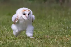 只要我跑得够快苦闷就追不上我！#萌宠 #喵星人 #被迫营业的猫猫视频封面