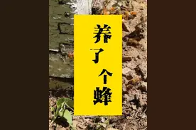 为了吃新鲜蜂蜜，养了一箱蜜蜂，还多赚了一罐蜂王浆 #传统文化  #养蜂人  #匠心精神  #槐花蜜 #三农养殖