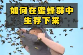 遭遇蜜蜂群攻击时，如何幸存下来？
