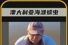 惊人的海滩蠕虫，它的长度达到了3米#有趣的冷知识  #奇闻趣事  #科普一下视频封面