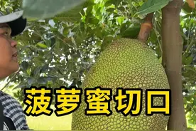 菠萝蜜切口，用来判断质量好坏！ #菠萝蜜切口 #科普 #涨知识