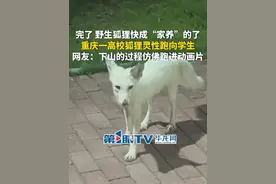 9月11日（采访时间），重庆。完了，野生狐狸快成“家养”的了！重庆一高校狐狸灵性跑向学生，网友：下山的过程仿佛跑进动画片。（第1眼TV-华龙网原创采访报道）