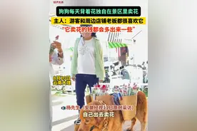 #金毛 狗狗每天背着花独自在景区里卖花，主人：周边店铺老板都很喜欢它，经常给它喂水和吃的，很多游客专程为它而来，它卖花的钱都会多出来一些！#狗狗的日常 #有爱的一幕 #总有温暖在身边 （视频来源：@梁河萌宠  臭蛋🥚 ）视频封面