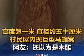 7月26日，广西桂林。有网友发视频称，在村民屋内发现巨型马蜂窝，高度超一米，直径五十厘米左右。网友：这下泡酒有料了。（来源：广西云-南国早报、网友“广西趣味斌哥”）#马蜂  #巨型  #马蜂窝