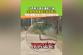 广西男子驾车遇眼镜王蛇挡路 对视20多秒才走 #眼镜王蛇 #惊险一幕视频封面