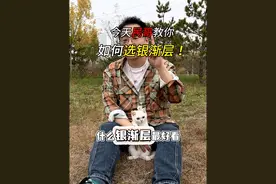 今天民哥教你如何选择银渐层！！！ #养猫人 #猫咪 #猫咪知识视频封面