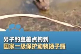 男子钓鱼差点钓到国家一级保护动物扬子鳄，当事人：鳄鱼界二哈，碰到要远离视频封面