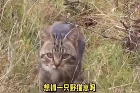 如何抓到一只野猫崽 如何抓到一只野猫崽#动物 #宠物 #猫