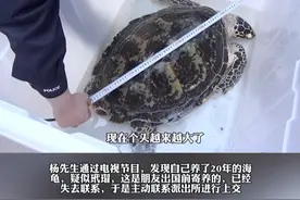 朋友寄养家中的小海龟养了20年 发现竟然是国家一级保护动物玳瑁 主动将 “海中黄金”上交相关部门（记者：刘雨涵）#社会百态 #北京 #玳瑁 #北京dou知道