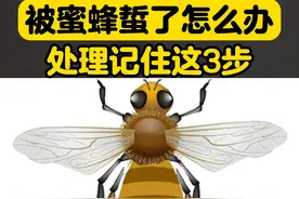 蜜蜂蛰伤别大意，紧急处理要记住，建议收藏！#科普 #皮肤 #蜜蜂蛰伤