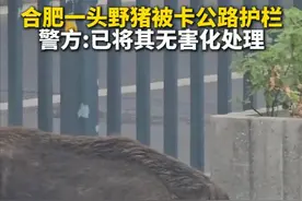 安徽合肥瑶海区郎溪路附近有一头野猪被卡在公路护栏上动弹不得。记者从属地警方获悉，接警后，辖区民警联合特警携带装备抵达现场将其击毙，未发生市民受伤情况，已对野猪尸体进行无害化处理，该野猪来源尚不明确。视频封面