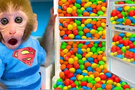 小猴子冰箱成巧克力豆宝库，它不担心长胖吗？ #萌宠日常记录