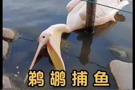 说出来你可能不信，这就是鹈鹕捕鱼时候的样子 #神奇动物在抖音 #鹈鹕 #有趣