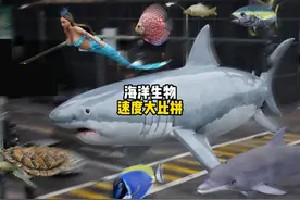 你知道海洋生物速度最快的是谁吗 #海洋生物 #速度
