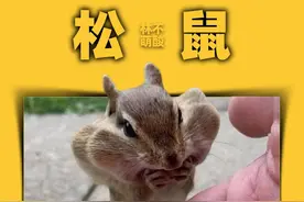 报恩的小松鼠 #野生动物零距离   #动物的感情超乎我们的想象   #人与动物发生感人的故事   #动物也有爱   #万物皆有灵性视频封面