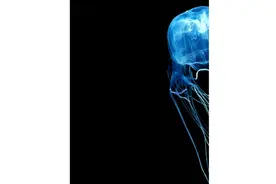 箱水母中有个最毒代表，叫澳大利亚箱水母。#箱水母 #科普海洋