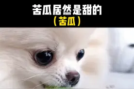 #奇特的水果 #植物科普 #苦瓜 苦瓜成熟之后居然是甜的？#涨知识了视频封面