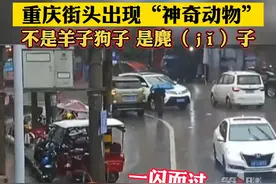 4月24日，#重庆开州街头出现麂子 。不是羊子、狗子，是麂（ jǐ）子！#重庆dou知道 视频封面