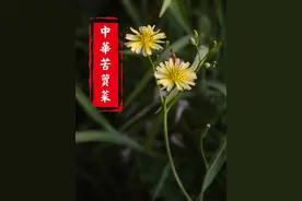 春风野菜正当时！苦味小黄花凉拌配方抓紧尝鲜！ #自然奇境科普季 #春日盛放 #自然给你点颜色看看 #识百草 #中华苦荬菜视频封面