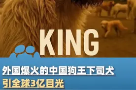 外国爆火的中国狗王下司犬，不怒自威轻松统治犬群，引全球3亿目光#大象主播说 @大象新闻主持人胡尔柯察金视频封面
