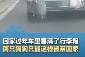 2月2日（采访），贵州凯里，男子路遇回家过年的面包车，车里塞满了行李箱，只能把两只狗狗这样带回家，太可爱视频封面