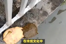 传统文化中，放生甲鱼有什么寓意？ #传统文化 #知识 #老六师傅视频封面