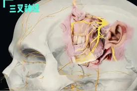 管牙痛的神经是怎么进入牙齿的？ #解剖学 #医学生 #抖音创作季