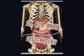 交感、副交感、植物、内脏、自主神经您分清了吗？ 系统解剖学视频封面