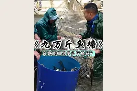 包下三十亩鱼塘，塘主竟扬言两网就能拉九万斤鱼获？#户外 #三农 #新农人计划2024#抓鱼视频封面