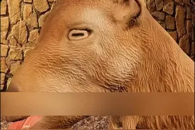 山羊舔刑 #科技 #科普 #机械原理视频封面