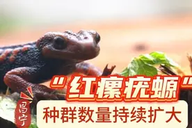 保山昌宁：“红瘰疣螈”种群数量持续扩大#奇趣自然 #奇妙的动物